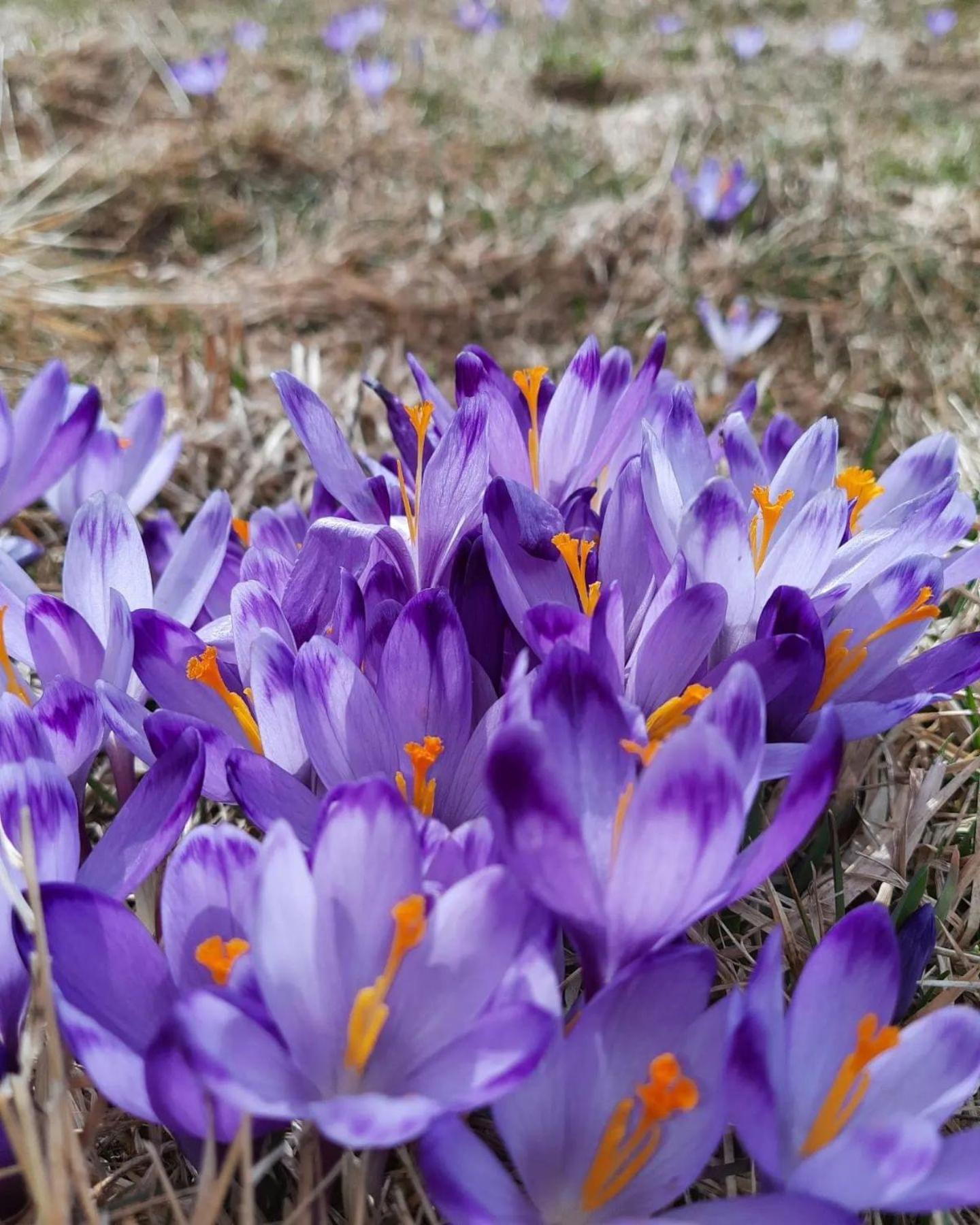 Goralska Chata Przy Dolinie Chocholowskiej Witów Esterno foto